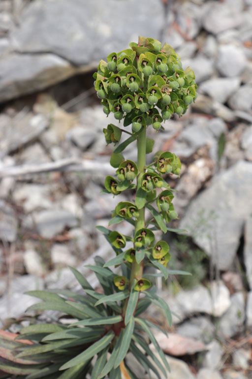 Euphorbe characias, Euphorbia characias, Toulon, Mont Faron, mai 2019