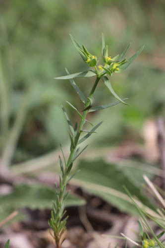 Euphorbe fluette, Euphorbia exigua, Flassans-sur-Issole, Lac Redon, mai 2019