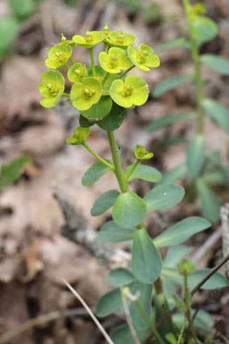 Euphorbe de Nice, Euphorbia nicaeensis, Flassans-sur-Issole, Lac Redon, mai 2019