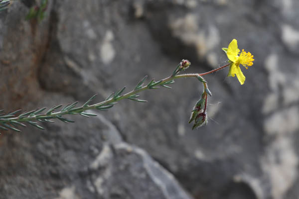 Fumana  feuilles troites, Fumana laevipes, Toulon, Mont Faron, mai 2019