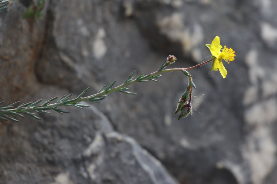 Fumana  feuilles troites, Fumana laevipes, Toulon, Mont Faron, mai 2019