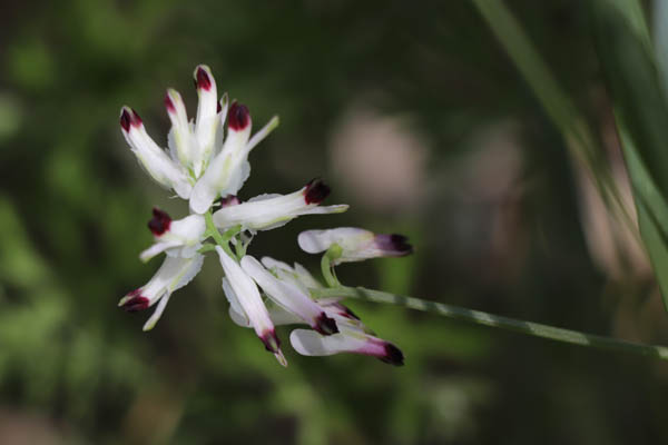 Fumeterre grimpante, Fumaria capreolata, Frjus, Var, mai 2019
