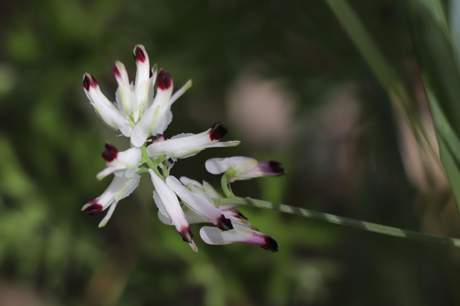 Fumeterre grimpante, Fumaria capreolata, Frjus, Var, mai 2019
