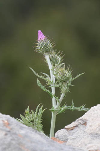 Chardon laiteux, Galactites tomentosus, Toulon, Mont Faron, mai 2019