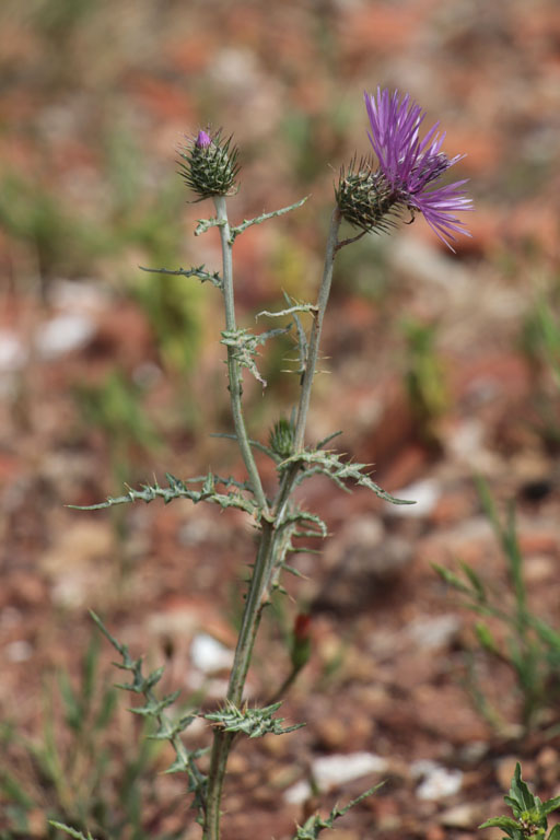 Chardon laiteux, Galactites tomentosus, Toulon, le Coudon, mai 2019