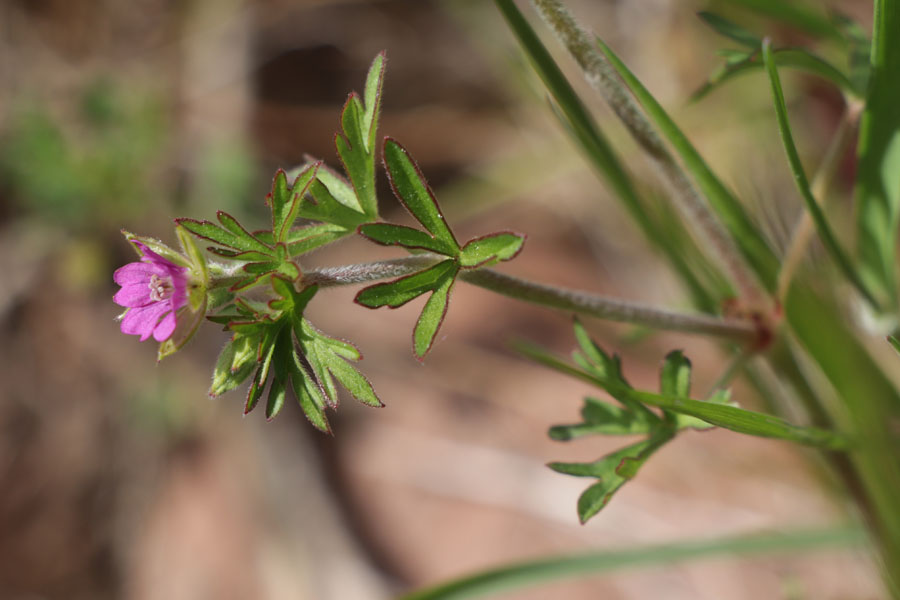 Granium dcoup, Geranium dissectum, Gonfaron, Var, mai 2019