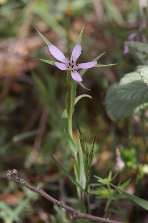 Salsifis hybride, Geropogon hybridus, Flassans-sur-Issole, Lac Redon, mai 2019