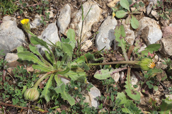 Hdipnos polymorphe, Hedypnois rhagadioloides, Flassans-sur-Issole, Lac Redon, mai 2019