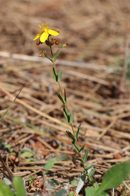 Millepertuis du Midi, Hypericum australe, Plaine des Maures, Var, mai 2019