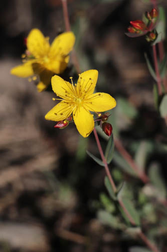 Millepertuis du Midi, Hypericum australe, Le Muy, Var, mai 2019