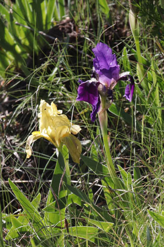Iris jaune,Iris nain, Iris lutescens, Plaine des Maures, Var, mai 2019