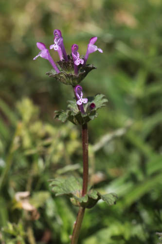 Lamier amplexicaule, Lamium amplexicaule, Plaine des Maures, Var, mai 2019