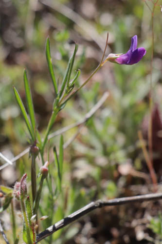 Gesse anguleuse, Lathyrus angulatus, Plaine des Maures, Var, mai 2019