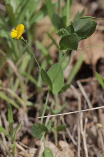 Gesse aphaca, Lathyrus aphaca, Flassans-sur-Issole, Lac Redon, mai 2019