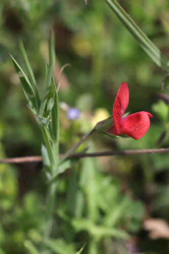 Gessette, Lathyrus cicera, Flassans-sur-Issole, Lac Redon, mai 2019