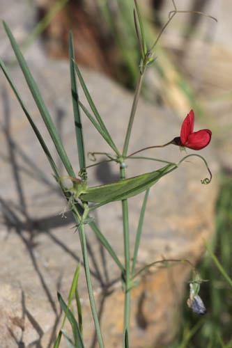 Gesse  feuilles trs fines, Lathyrus setifolius, Toulon, le Coudon, mai 2019