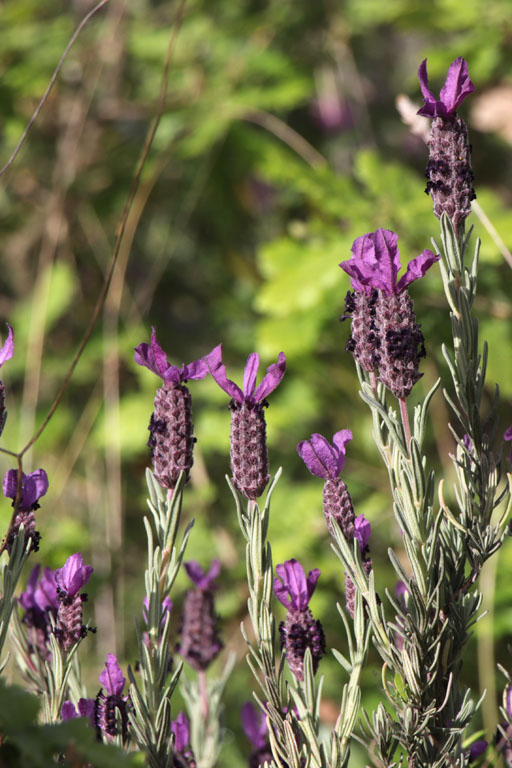 Lavande des Maures, Lavandula stoechas, Plaine des Maures, Var, mai 2019