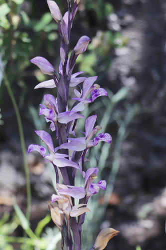 Limodore  feuilles avortes, Limodorum abortivum, Le Muy, Var, mai 2019