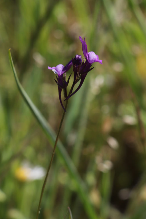 Linaire de Plissier, Linaria pelisseriana, Plaine des Maures, Var, mai 2019