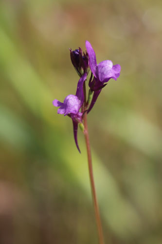 Linaire de Plissier, Linaria pelisseriana, Plaine des Maures, Var, mai 2019