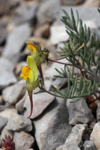 Linaire couche, Linaria supina, Toulon, Mont Faron, mai 2019