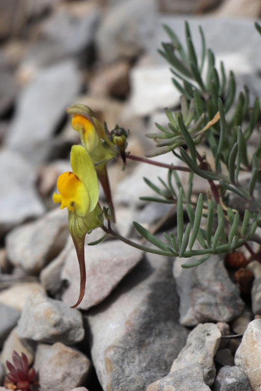 Linaire couche, Linaria supina, Toulon, Mont Faron, mai 2019