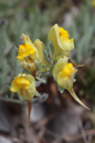Linaire couche, Linaria supina, Toulon, Mont Faron, mai 2019