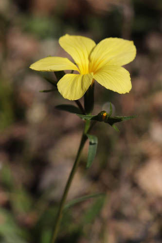Lin campanul, Linum campanulatum, Sollis-Toucas, Var, mai 2019