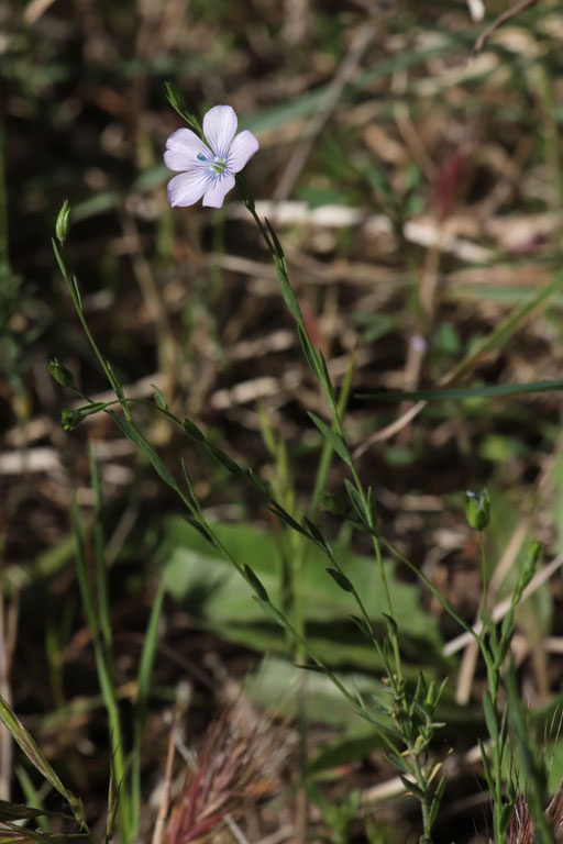 Lin bisannuel, Linum usitatissimum subsp. angustifolium, Plaine des Maures, Var, mai 2019