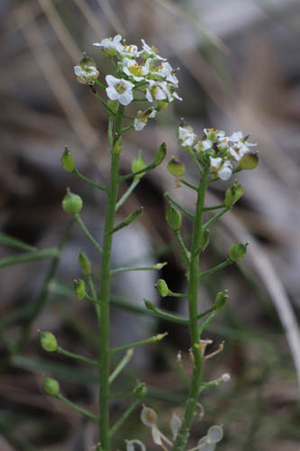 Lobulaire maritime, Lobularia maritima, Toulon, Mont Faron, mai 2019