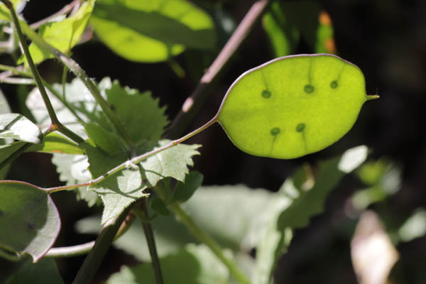 Lunaire Monnaie-du-pape, Lunaria annua, Les Mayons, Var, mai 2019