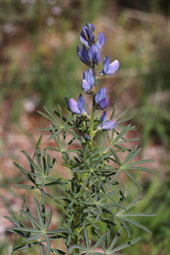Lupin  feuilles troites, Lupinus angustifolius, Plaine des Maures, Var, mai 2019