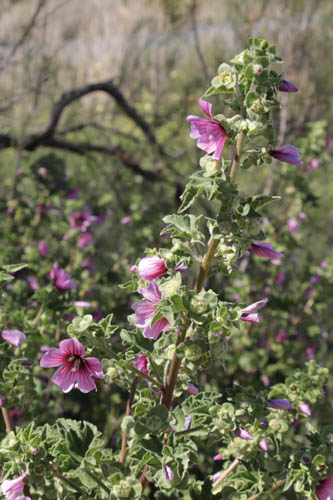 Lavatre arborescente, Malva arborea, Frjus, Var, mai 2019