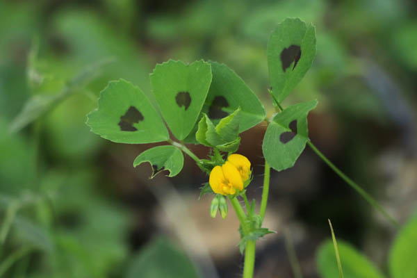 Luzerne d'Arabie, Medicago arabica, Les Mayons, Var, mai 2019