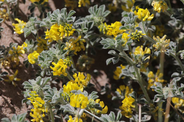 Luzerne marine, Medicago marina, Frjus, Var, mai 2019