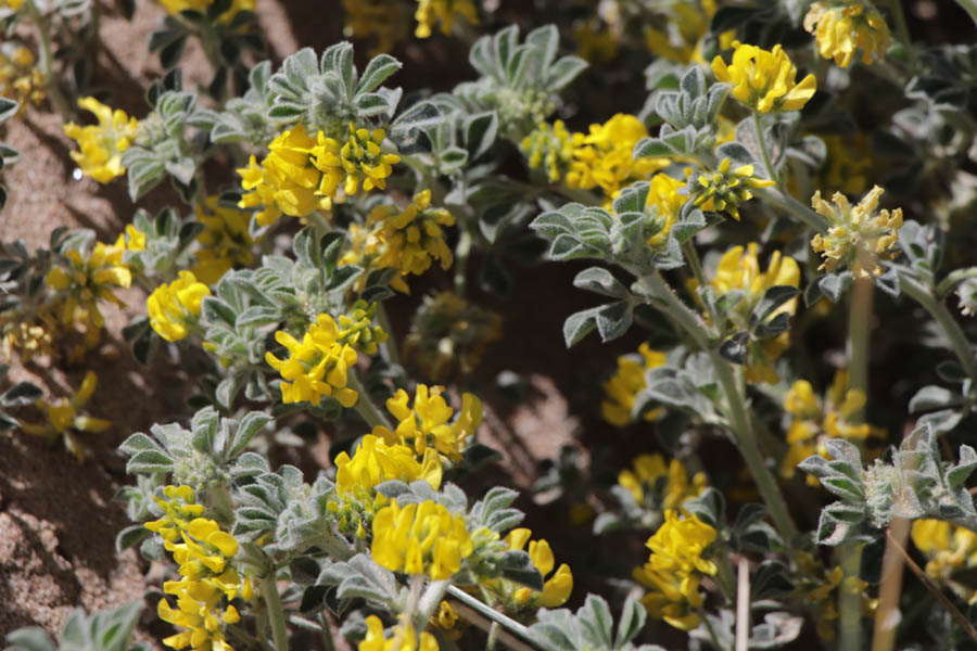 Luzerne marine, Medicago marina, Frjus, Var, mai 2019