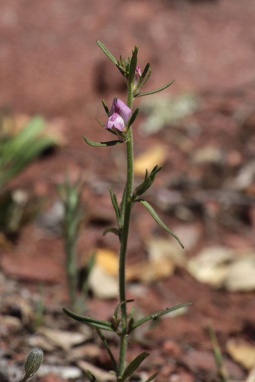 Muflier des champs, Misopates orontium, Plaine des Maures, Var, mai 2019