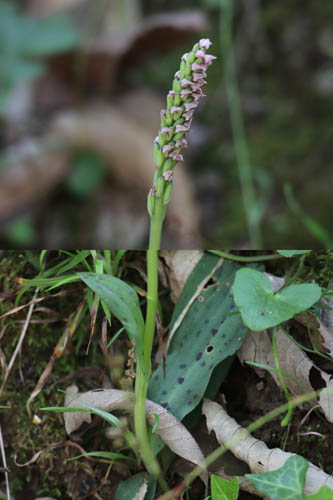 Orchis macul, Neotinea maculata, Les Mayons, Var, mai 2019