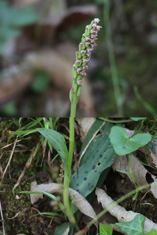 Orchis macul, Neotinea maculata, Les Mayons, Var, mai 2019