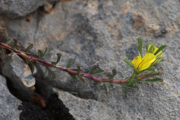 Bugrane minuscule, Ononis minutissima, Toulon, Mont Faron, mai 2019