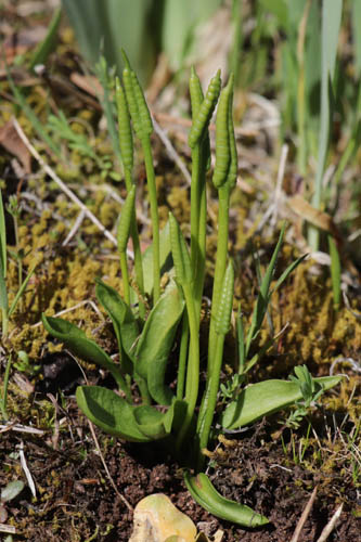 Ophioglosse des Aores, Ophioglossum azoricum, Plaine des Maures, Var, mai 2019