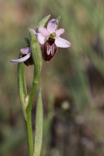 Ophrys brillant, Ophrys arachnitiformis, Plaine des Maures, Var, mai 2019