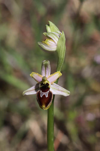 Ophrys brillant, Ophrys arachnitiformis, Le Muy, Var, mai 2019