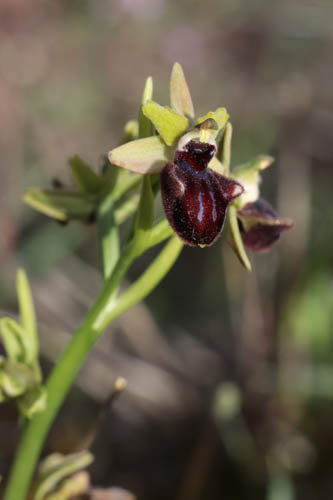Ophrys noir, Ophrys incubacea, Plaine des Maures, Var, mai 2019
