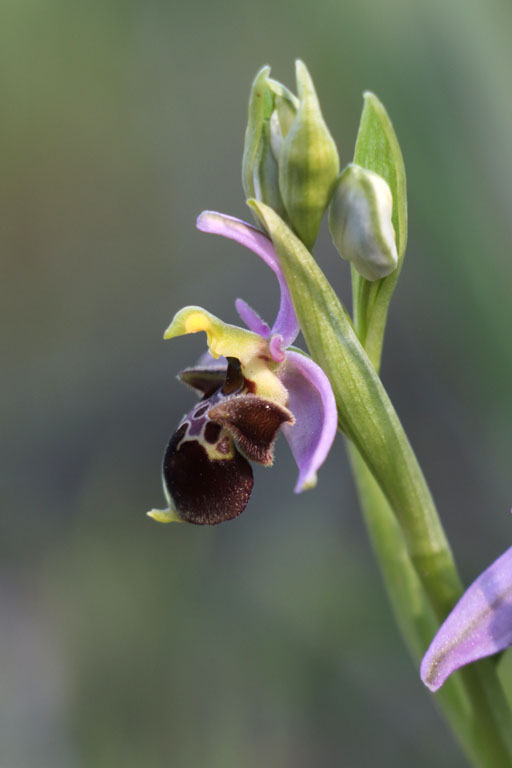 Ophrys Bcasse, Ophrys scolopax subsp. scolopax, Plaine des Maures, Var, mai 2019