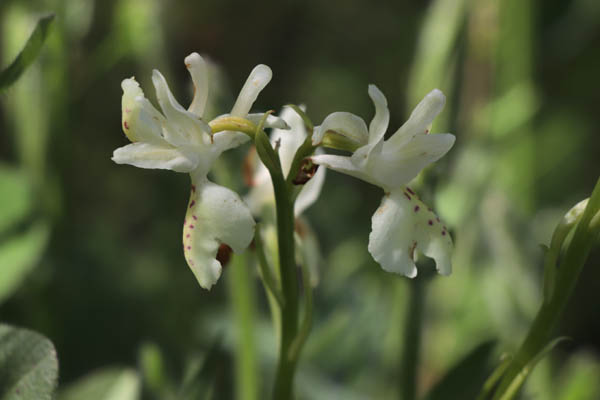 Orchis de Provence, Orchis provincialis, Les Mayons, Var, mai 2019