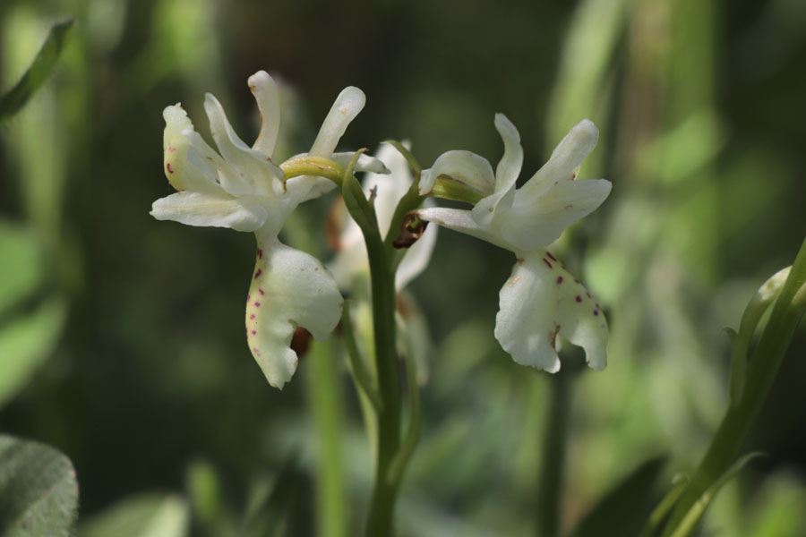 Orchis de Provence, Orchis provincialis, Les Mayons, Var, mai 2019