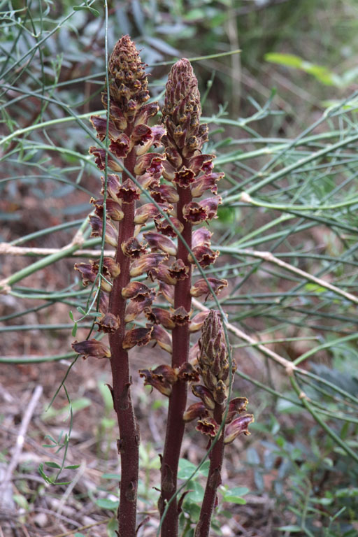 Orobanche grle, Orobanche gracilis, Toulon, le Coudon, mai 2019
