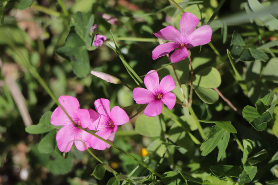 Oxalis articul, Oxalis articulata, Frjus, Var, mai 2019