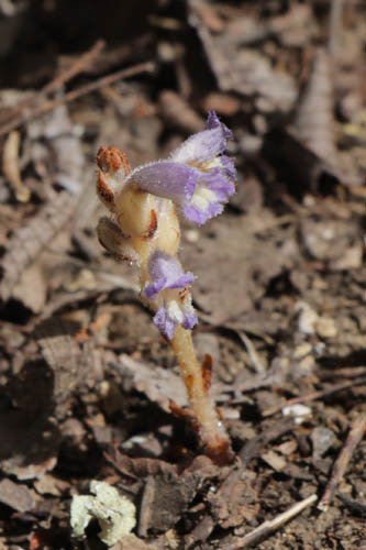 Orobanche naine, Phelipanche nana, Flassans-sur-Issole, Lac Redon, mai 2019